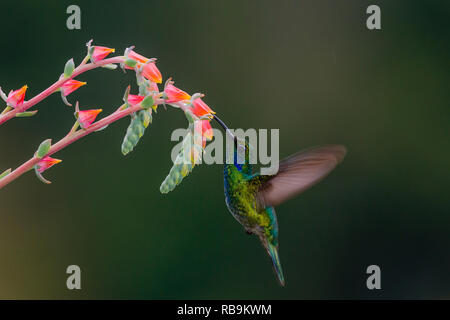 Colibri vert Violetear, dans Sevegre de Costa Rica Banque D'Images