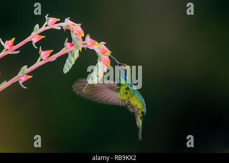 Colibri vert Violetear, dans Sevegre de Costa Rica Banque D'Images