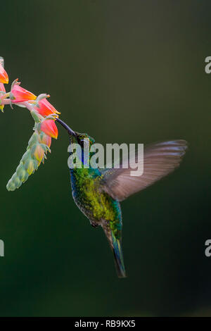 Colibri vert Violetear, dans Sevegre de Costa Rica Banque D'Images