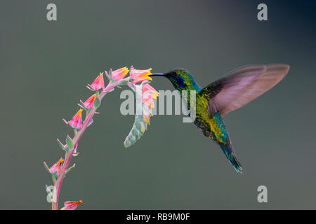 Colibri vert Violetear, dans Sevegre de Costa Rica Banque D'Images