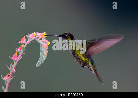 Dans Sevegre hummingbird, magnifique quartier de Costa Rica Banque D'Images