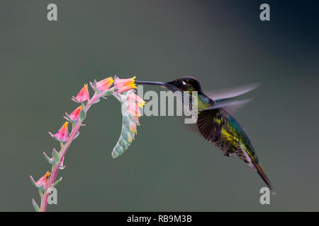 Dans Sevegre hummingbird, magnifique quartier de Costa Rica Banque D'Images