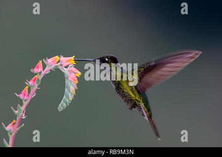 Dans Sevegre hummingbird, magnifique quartier de Costa Rica Banque D'Images