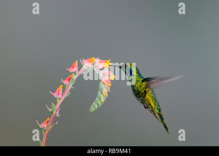 Colibri vert Violetear, dans Sevegre de Costa Rica Banque D'Images