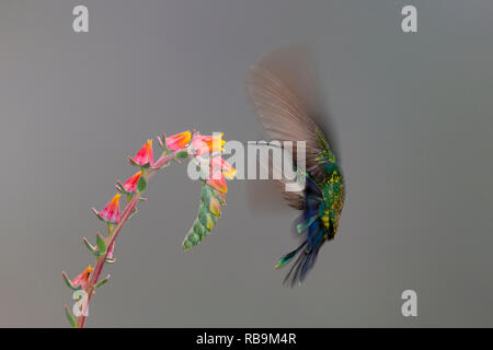 Colibri vert Violetear, dans Sevegre de Costa Rica Banque D'Images