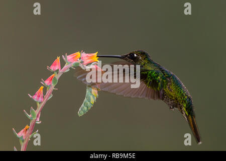 Dans Sevegre hummingbird, magnifique quartier de Costa Rica Banque D'Images