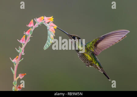 Dans Sevegre hummingbird, magnifique quartier de Costa Rica Banque D'Images