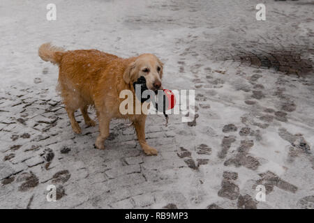 Golden Dog holding sa laisse dans sa bouche Banque D'Images