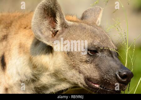 Belle hyènes (Hyaena hyaena) à sa proie Banque D'Images