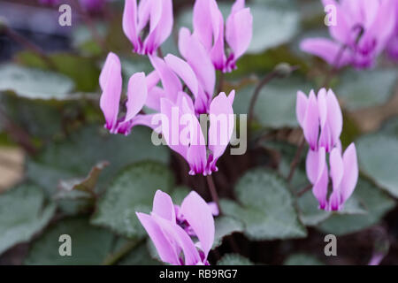 Cyclamen graceum 'Rhodopou' fleurs. Banque D'Images