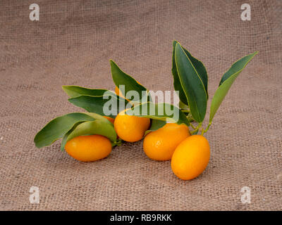 Kumquat, cumquat agrumes sur toile de jute, avec des feuilles. Produits frais cueillis. Banque D'Images