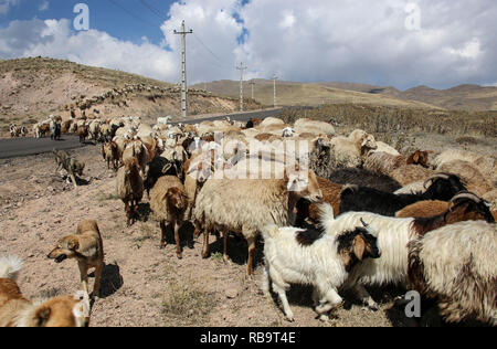 Troupeau de béliers et boucs traverse la route au pied du volcan inactif (Sabalan Savalan) près de la ville de Hilali dans le nord-ouest de l'Iran Banque D'Images