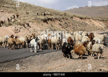 Troupeau de béliers et boucs traverse la route au pied du volcan inactif (Sabalan Savalan) près de la ville de Hilali dans le nord-ouest de l'Iran Banque D'Images