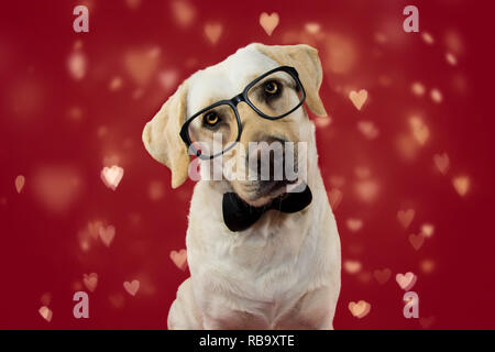 LOVE DOG DAYS. CUTE LABRADOR portant des lunettes noires et des cordelettes. SHOT ISOLÉ CONTRE FOND ROUGE AVEC COEURS de flou artistique. Banque D'Images