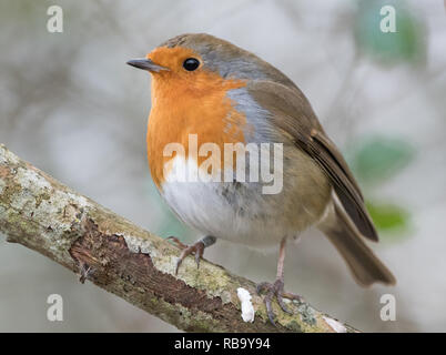 European Robin (erithacus rubecula aux abords) Banque D'Images