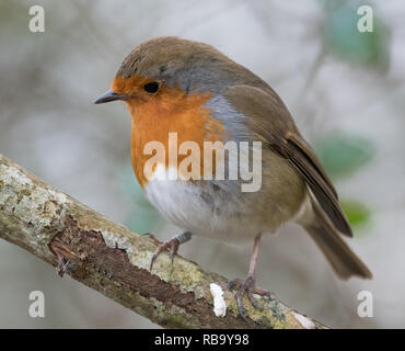 European Robin (erithacus rubecula aux abords) Banque D'Images