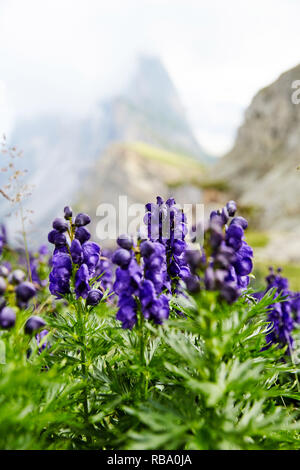 Violet Lavande fleurs en croissance sur le dessus de la montagne Seceda. L'Italie, Dolomites beauties Banque D'Images