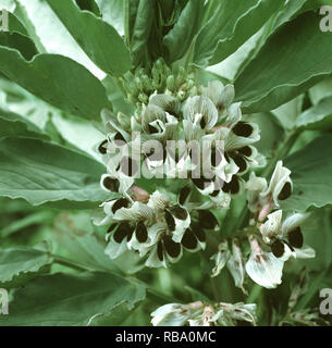 Close up de fève (floraison dense Vicia faba) plante Banque D'Images