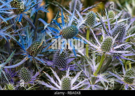 Eryngium zabelii big blue en pleine floraison jusqu' fermer Banque D'Images