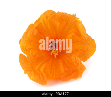 Trompette mer fleurs (Cordia subcordata) isolated on white Banque D'Images