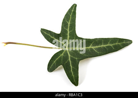 Feuilles de lierre isolé sur fond blanc Banque D'Images