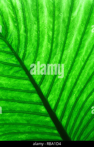 Détail macro shot de feuille verte. Les feuilles sont vert naturel texture background. Arrière-plan pour les produits biologiques. Banque D'Images
