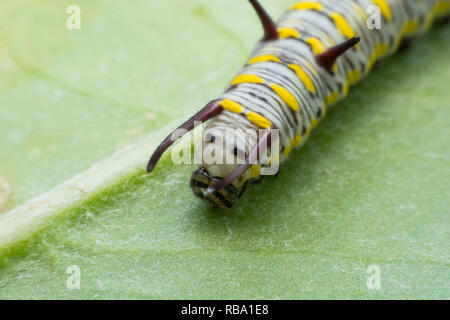 Caterpillar Monarque mature sur feuille verte Banque D'Images