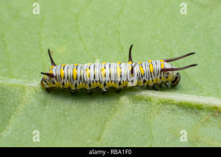 Caterpillar Monarque mature sur feuille verte Banque D'Images