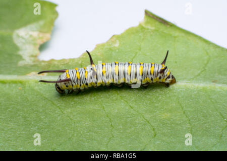 Caterpillar Monarque mature sur feuille verte Banque D'Images