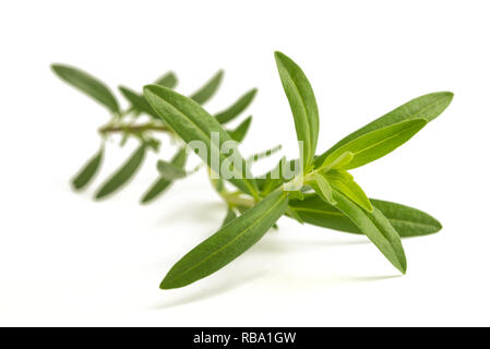 L'hysope (Hyssopus officinalis) isolé sur fond blanc Banque D'Images