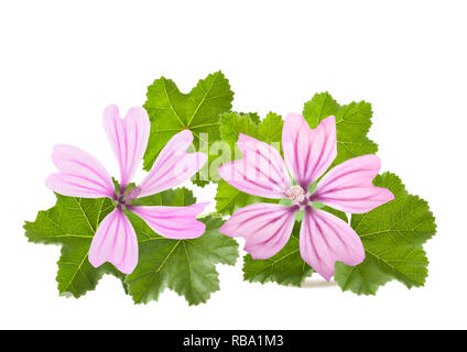 Mauve, fleurs et feuilles isolées sur fond blanc Banque D'Images