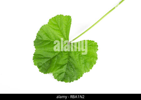 Feuilles de mauve isolé sur fond blanc Banque D'Images