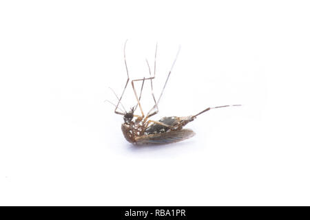 Close-up ou d'une macro d'un moustique sur un fond blanc Banque D'Images