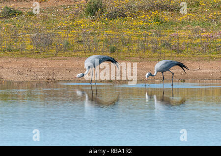 Deux grues à Matjiesfontein bleu près de Nieuwoudtsville dans la province du Cap du Nord de l'Afrique du Sud Banque D'Images