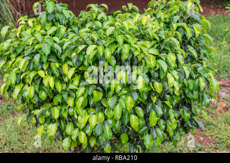 arbre de jardin indien ficus benjamina shurub laisse une vue rapprochée avec des gouttelettes d'eau après la chute de pluie en saison des pluies. Banque D'Images