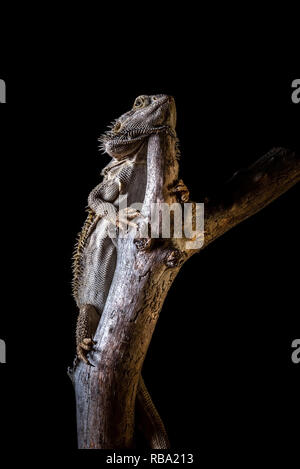 Photo verticale unique de dragon barbu - agama. Lizard a de belles épines sur la tête et sur le corps. Reptile est le morceau de vieille branche en bois usé. Contexte Banque D'Images