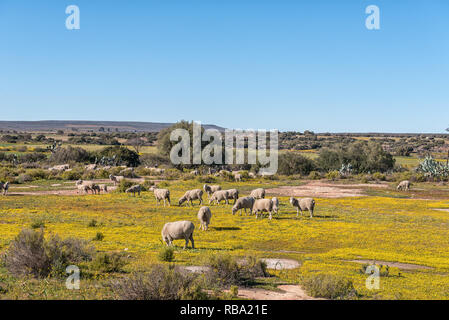 Moutons dans un champ de fleurs sauvages jaune près de Nieuwoudtville dans la province du Cap du Nord Banque D'Images