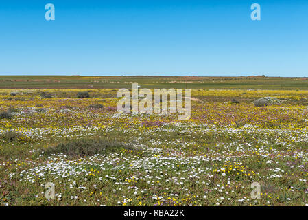 Un champ de fleurs au Jardin botanique, à proximité Hantam Nieuwoudtville dans la province du Cap du Nord Banque D'Images