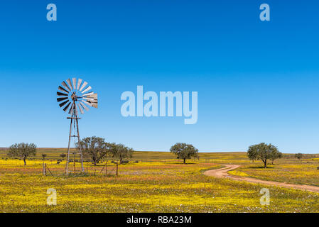 Un moulin à vent et une route dans un champ de fleurs sauvages près de Nieuwoudtville dans la province du Cap du Nord Banque D'Images