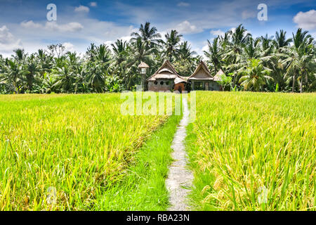 Maison rurale dans la lumière du soleil du matin debout sur le champ de riz dans Penestanan place près de Ubud, Bali, Indonésie Banque D'Images