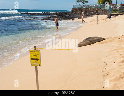 Un Phoque moine d'Hawaï, Maui, Poipu Beach Banque D'Images