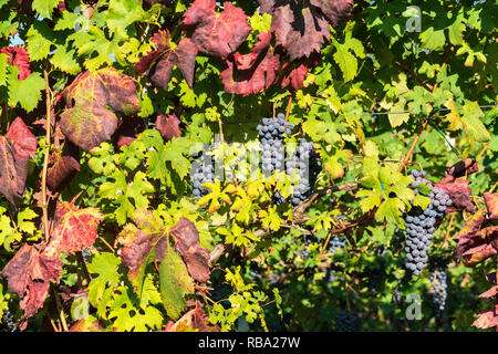 Grappes de raisin et feuilles de vigne dans les vignobles, Tresivio, province de Sondrio, Valtellina, Lombardie, Italie Banque D'Images