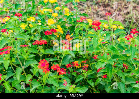 Magnifique Lantana camara en fleurs colorées sur un jardin avec un papillon volant sur la fleur avec des feuilles de verdure en saison des pluies. Banque D'Images