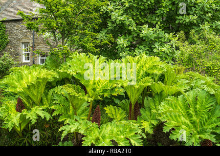 Un petit jardin dans Kikrkwall, Orkney, Scotland, Royaume-Uni, Europe. Banque D'Images