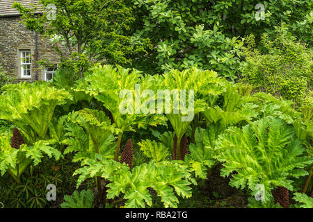 Un petit jardin dans Kikrkwall, Orkney, Scotland, Royaume-Uni, Europe. Banque D'Images