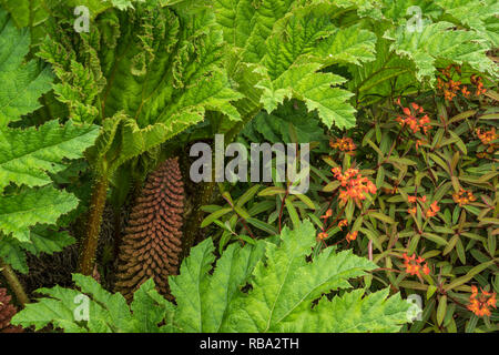 Un petit jardin dans Kikrkwall, Orkney, Scotland, Royaume-Uni, Europe. Banque D'Images