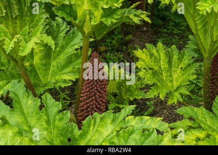 Un petit jardin dans Kikrkwall, Orkney, Scotland, Royaume-Uni, Europe. Banque D'Images