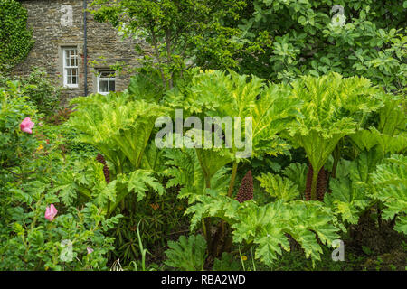 Un petit jardin dans Kikrkwall, Orkney, Scotland, Royaume-Uni, Europe. Banque D'Images