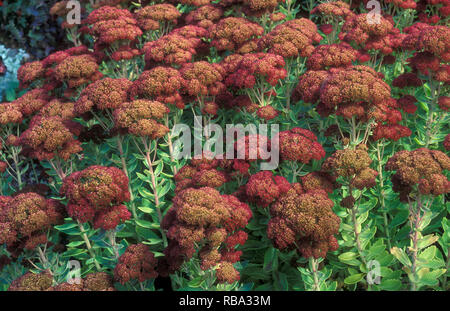 Hylotelephium spectabile (anciennement appelée Sedum spectabile) est une espèce de plantes de la famille des Crassulaceae orpin Banque D'Images