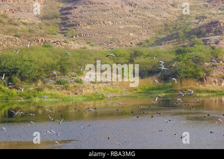 Balsamand Lake au jour d'été à Jodhpur (Inde). Ce lac est un endroit de pique-nique populaire, construit en 1159 AD par Gurjara-Pratihara dirigeants. Banque D'Images